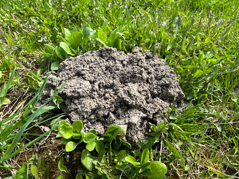Molehills are relatively small domed mounds or mounds in the form of truncated cones formed as a result of the accumulation of brittle rocks by animals of the family Talpidae (moles) c copyspace.