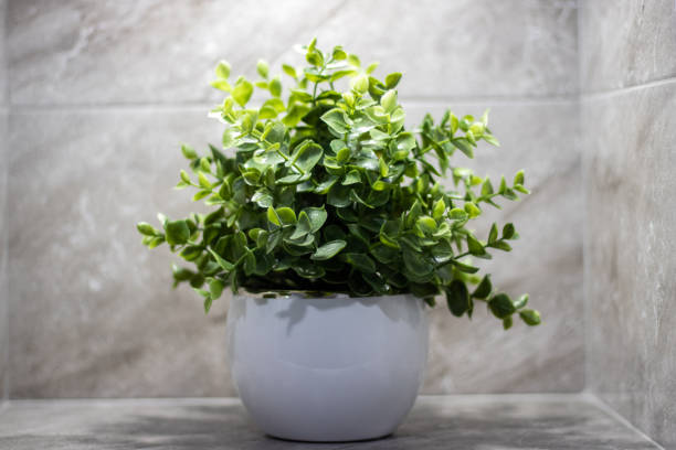 Callisia repens, also known as the creeper or turtle vine, is a succulent creeper from the Commelinaceae family with copyspace.