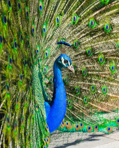 Close-up of peacock with feathers out springtime in Madrid´s El Retiro Park