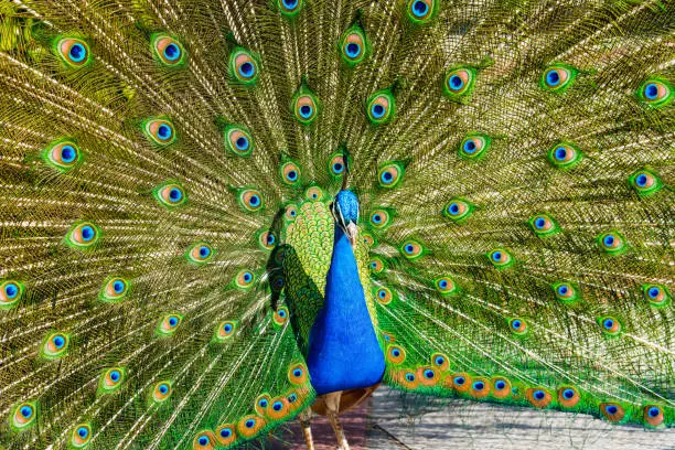 peacock with the feathers out in the park