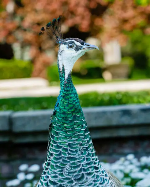 Portrait of a peahen in the garden