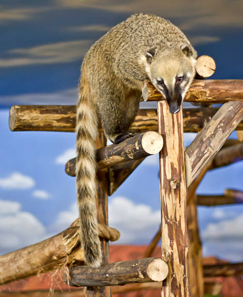 słodkie coati dzikie zwierzę - coati zdjęcia i obrazy z banku zdjęć