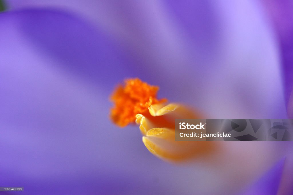 Krokus 01 - Lizenzfrei Baumblüte Stock-Foto