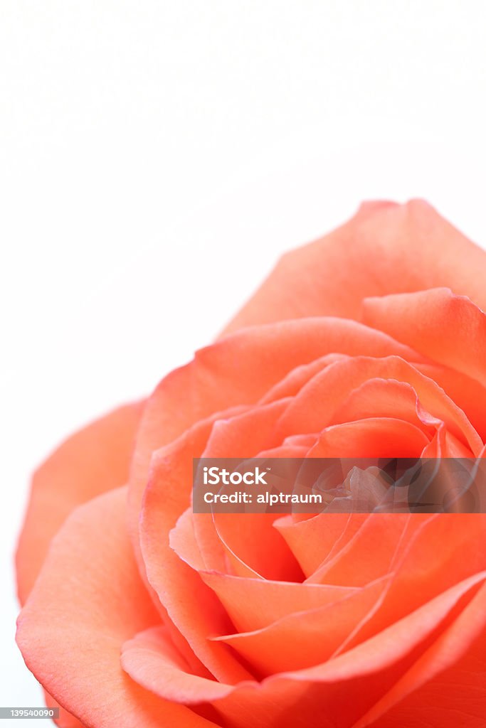 pink rose sobre blanco - Foto de stock de Aire libre libre de derechos