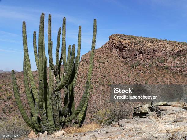 Photo libre de droit de Cactus En Tuyaux Dorgue banque d'images et plus d'images libres de droit de Aiguille - Partie d'une plante - Aiguille - Partie d'une plante, Aride, Arizona