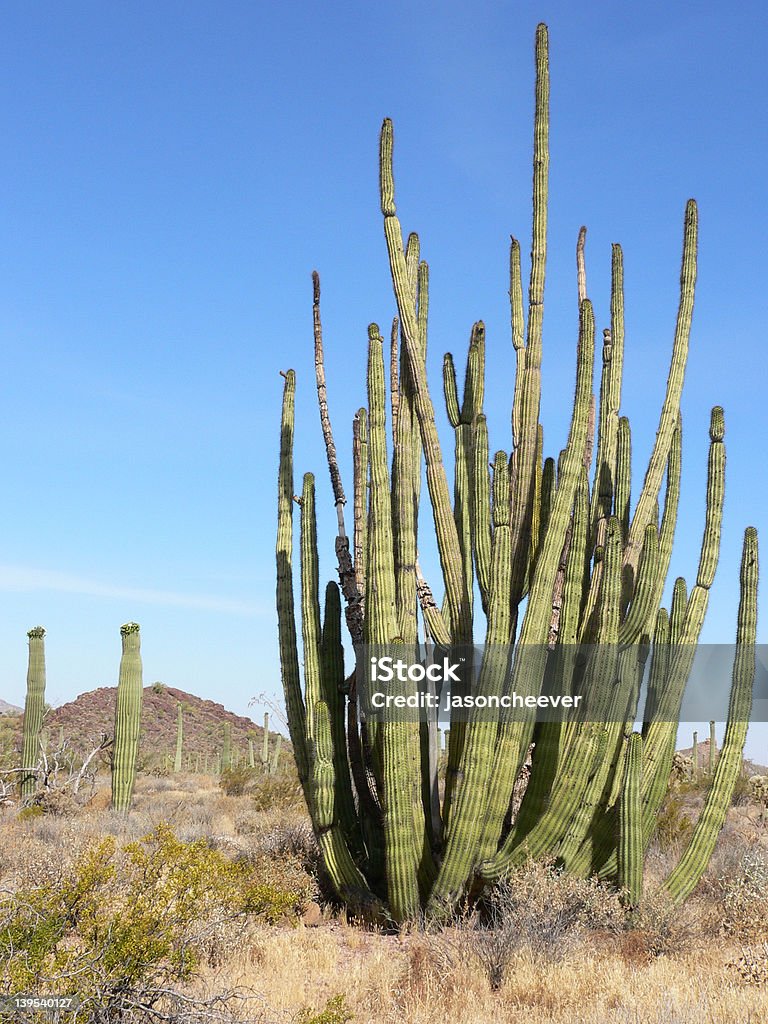 Organ Pipe Cactus Saguaro e - Foto de stock de Afiado royalty-free