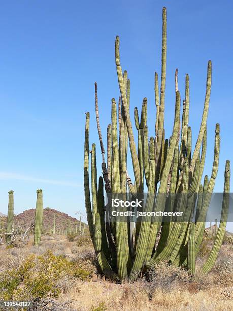 Foto de Organ Pipe Cactus Saguaro E e mais fotos de stock de Afiado - Afiado, Agulha, Alto - Descrição Geral