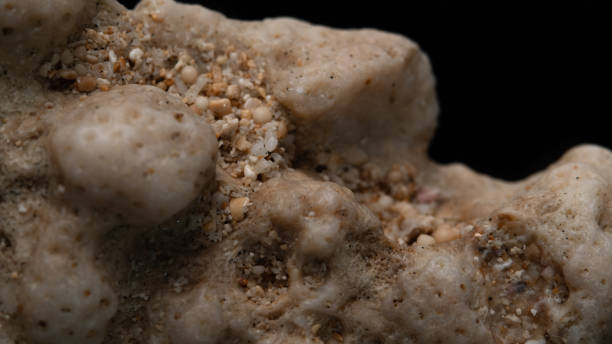 istock texture of coral. close up 1395402695