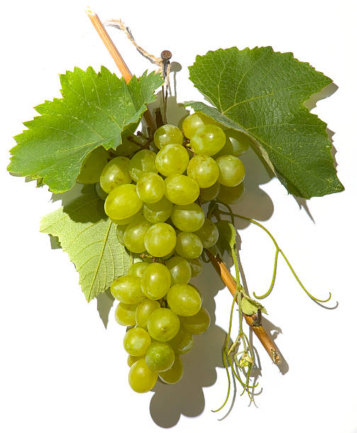 Grapes vine grapes chardonnay grape stock pictures, royalty-free photos & images