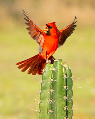Northern cardinal (Cardinalis cardinalis) male perched on a cactus with spread wings. Texas.