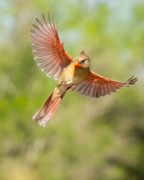 Northern Cardinal in Flight Northern Cardinal female (Cardinalis cardinalis) flying. Texas. female cardinal bird stock pictures, royalty-free photos & images