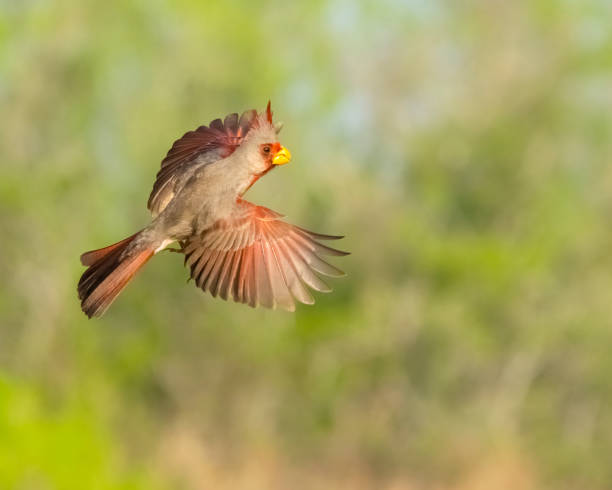 istock Pyrrhuloxia Male Flying 1395404611