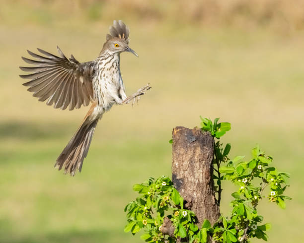 long-billed thrasher aterrissando em um poleiro - passerine - fotografias e filmes do acervo