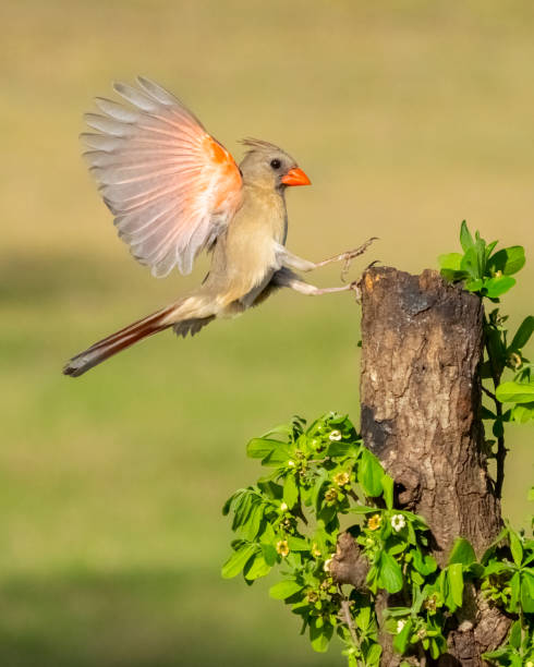 istock Northern Cardinal Female landing. 1395404654
