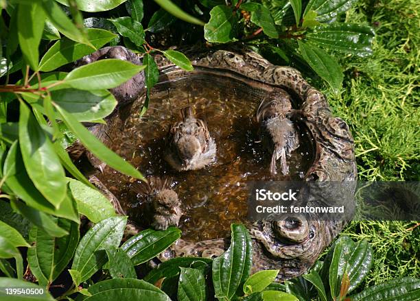 Pássaro De Banho - Fotografias de stock e mais imagens de Abrigar-se - Abrigar-se, Animal selvagem, Ao Ar Livre