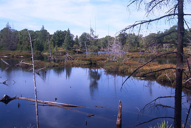 The Pond stock photo