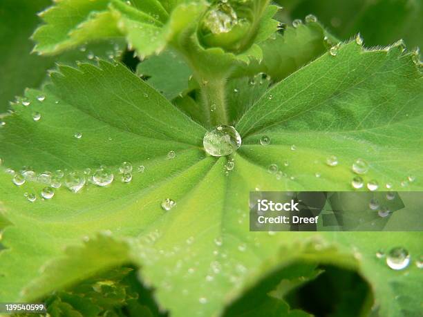 Gocce Dacqua Sulla Foglia - Fotografie stock e altre immagini di Accessibilità - Accessibilità, Acqua, Amore