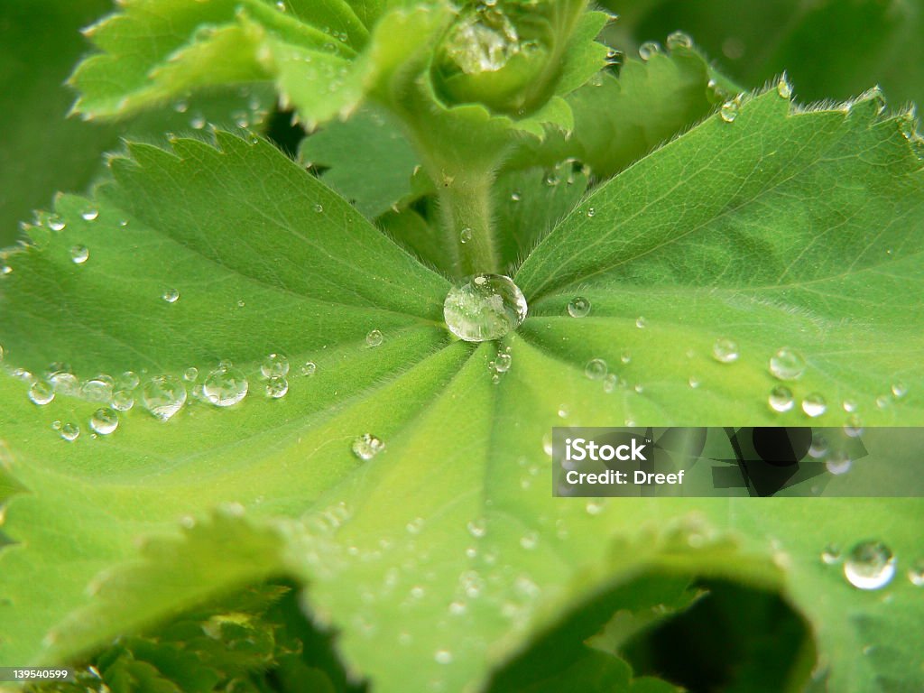 Gotas de água na folha - Royalty-free Abstrato Foto de stock