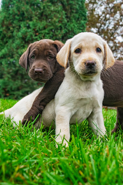 istock What??? Were not doing anything!!!! 7 Week old puppies playing 1395406320