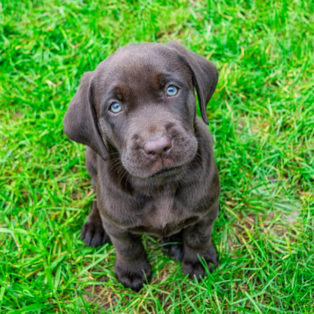 A high angle view of a cute 7 week old Chocolate Labrador Retriever puppy sitting in the grass looking up at the camera.
