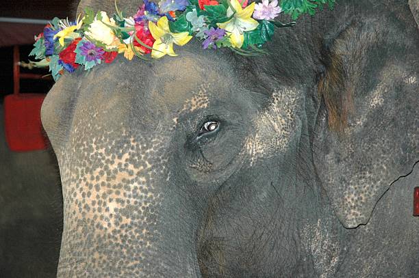Close up of Elephant