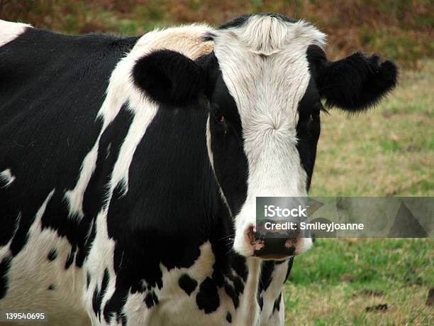 アニマル柄であなたの牛 - ウシのストックフォトや画像を多数ご用意 - ウシ, 乳牛, 人物なし