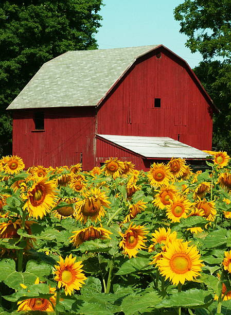 Sunflower farm & a red barn on a sunny day stock photo