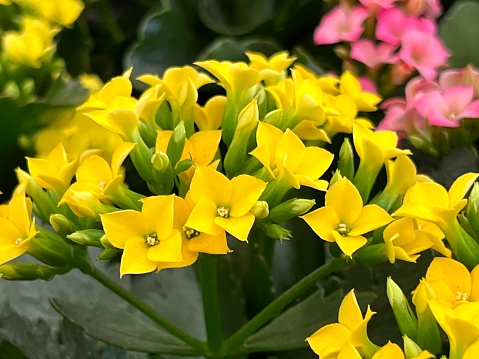 Yellow Kalanchoe flowers