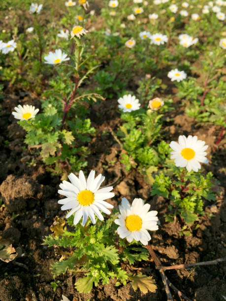 istock Chamomile, daisy flowers in the green grass 1395409984