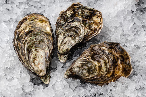 Fresh oysters on ice. Oysters are sold on white ice. Chilled seafood. Elite seafood.
