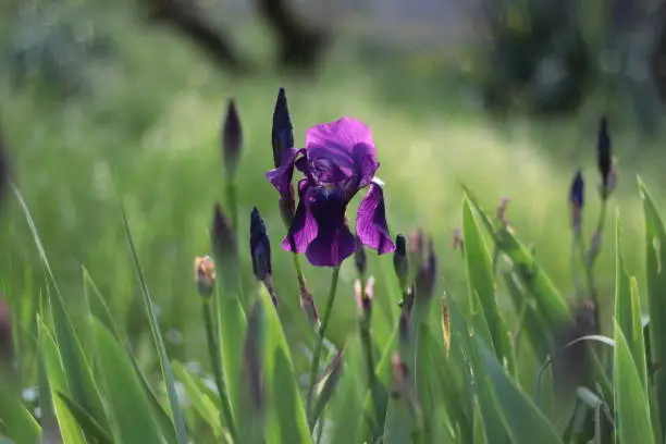 Photo of Iris, a flowering plant from the family Iridaceae known as irises