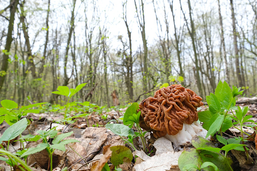 Spring mushroom of Gyromitra esculenta grow among the forest floor on a sunny day. The idea of the dangers of collecting and eating poisonous mushrooms. High quality photo