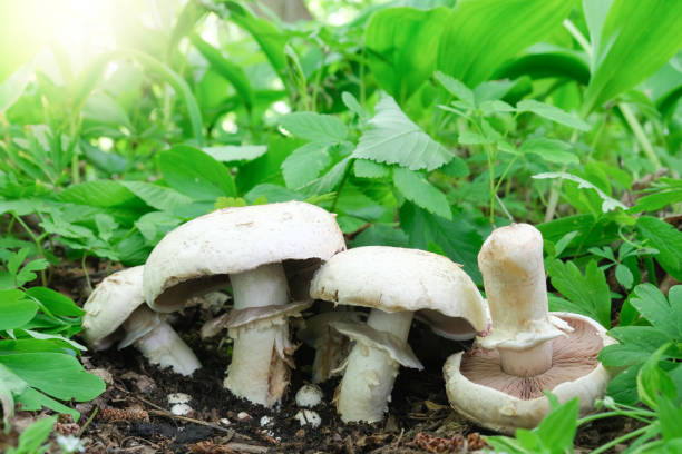 아가리쿠스 버섯은 숲에서 자랍니다. - 숲주름버섯 뉴스 사진 이미지