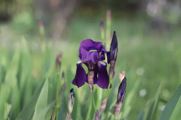 Photo of Iris, a flowering plant from the family Iridaceae known as irises