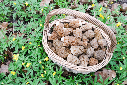 A full basket of spring mushrooms stands in the forest in the green grass. High quality photo