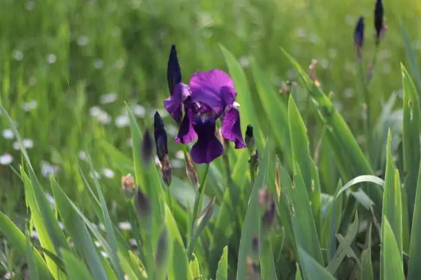 Photo of Iris, a flowering plant from the family Iridaceae known as irises