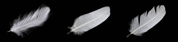 istock white feather of a goose on a black background 1395410984