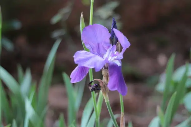 Photo of Iris, a flowering plant from the family Iridaceae known as irises