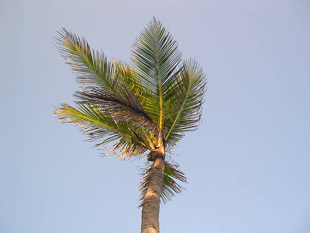 Palm tree - Photo