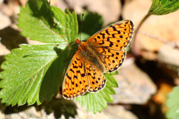 istock Dark green fritillary (Speyeria aglaja) 1395412910