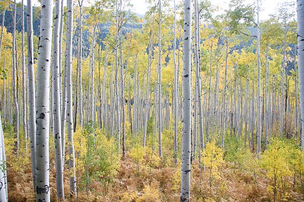 Aspens in the fall stock photo