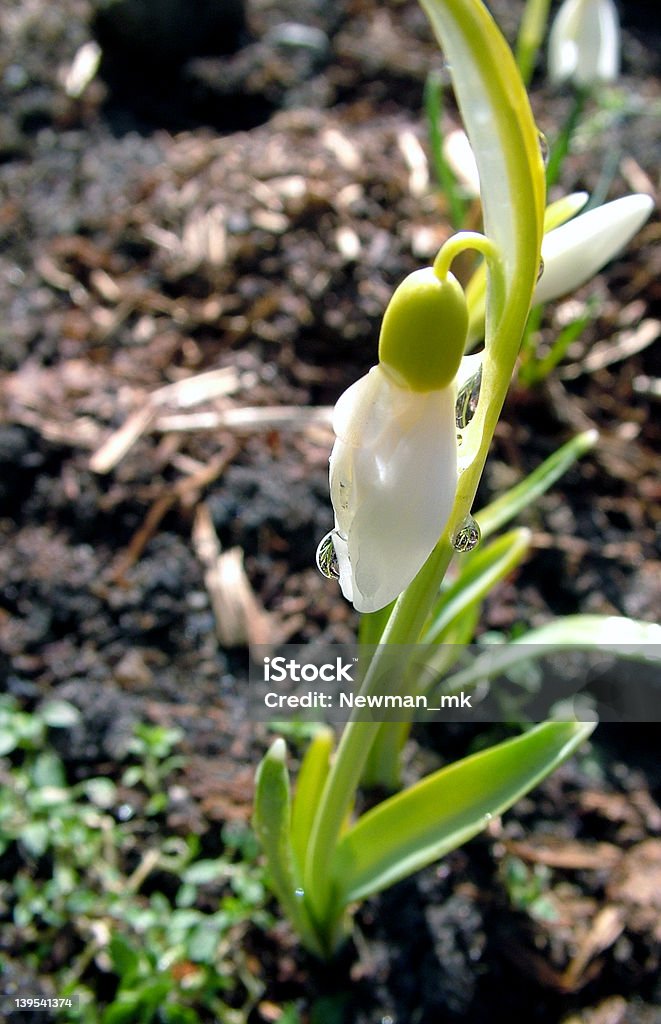 Snowdrop Snowdrop - first spring flower, whit water drops on flower, macro Annulus Stock Photo