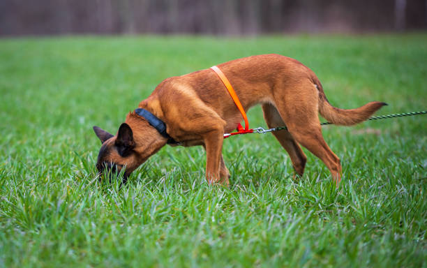 Tracking dog belgian shepherd malinois getting a smell stock photo