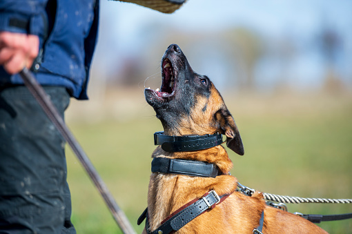 Portrait of a young female Belgian Shepherd Malinois in a protective harness, barking at a protection assistant. The dog looks dominant and aggressive.