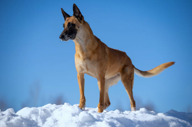 Senior belgian shepherd dog with grey muzzle staying in the snow stock photo