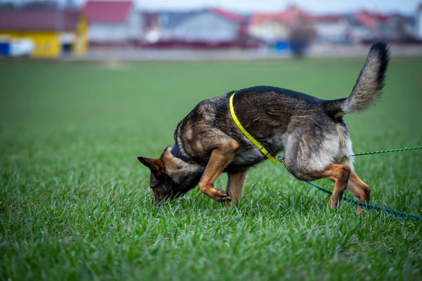 Tracking dog german shepherd getting a smell stock photo