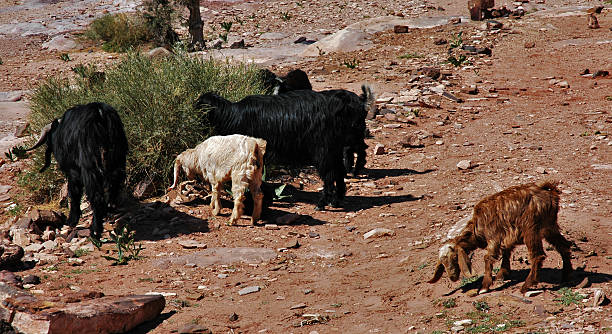istock Grazing in the desert 139541536