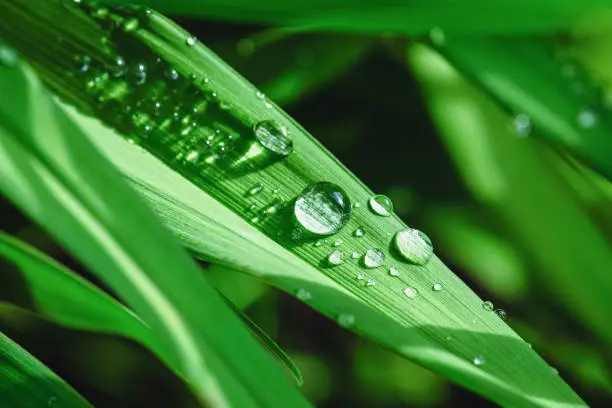 Beads of dewdrops on green grass in sunlight, macro nature backgrounds