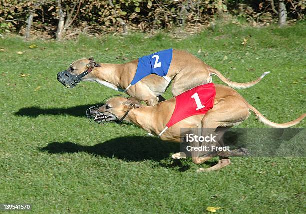 Whippets - zdjęcia stockowe i więcej obrazów Fotografika - Fotografika, Horyzontalny, Kaganiec