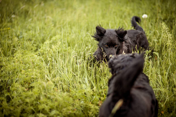 Two black dogs playing on the meadow
